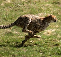 Gepard