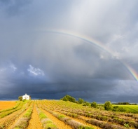 kleine Kirche hinter einem gelben Feld, mit einem Regenbogen (Plateau de Valensole, Provence, Frankreich; Bigstock: 59983520)