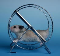 Hamsterrad