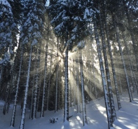 Licht bricht durch Baumstmme im Wald