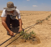 Trpfchenbewsserungsanlage im Kibbuz Hatzerim