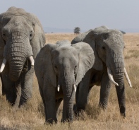 Elefantenherde im Serengeti-Nationalpark