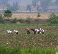 Nordkoreaner auf dem Feld