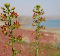 Flora am Toten Meer