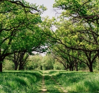 Waldweg