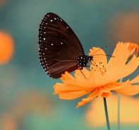 Schmetterling auf einer Blume