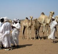 Kamelmarkt in Sudan