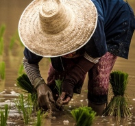 Erntearbeiterin in Thailand