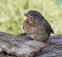 Eine Amsel