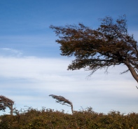 Baum im Wind