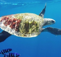 Eine Oliv-Bastardschildkrte in der Natur-Doku